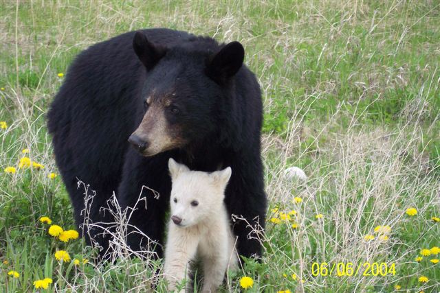 articles: WhiteBlackBear3.jpg